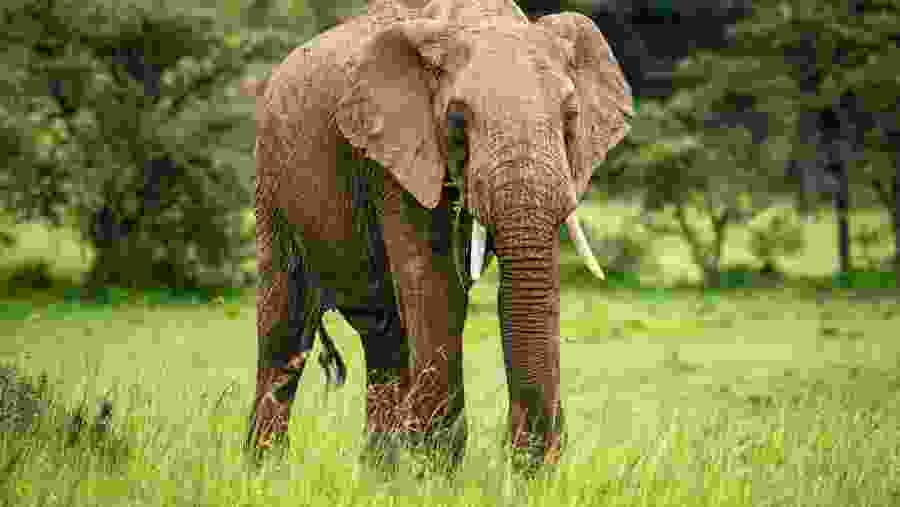 Witness the wildlife