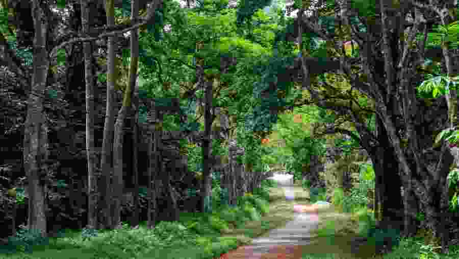 Cuc Phuong National Park