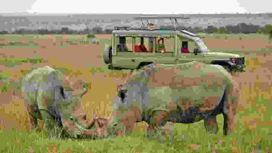 Observe Wildlife in Serengeti