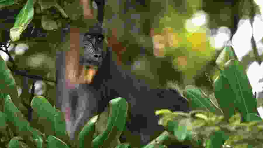 Mandrill at Dja Reserve