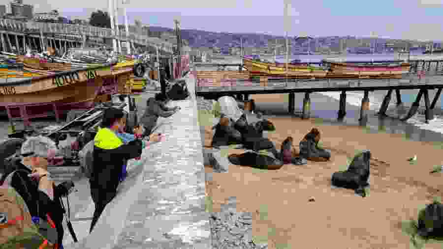 Sea lions of Valparaiso