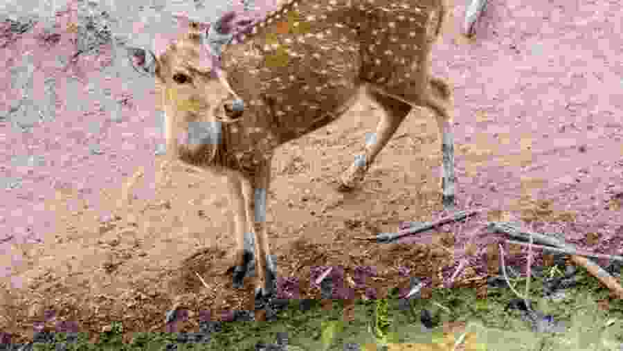 A deer