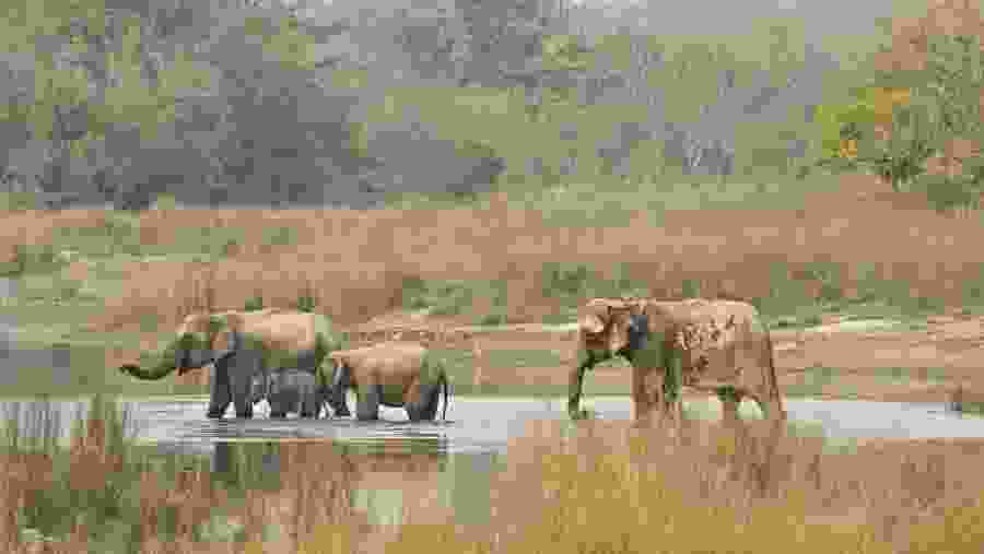 elephants crossing the river