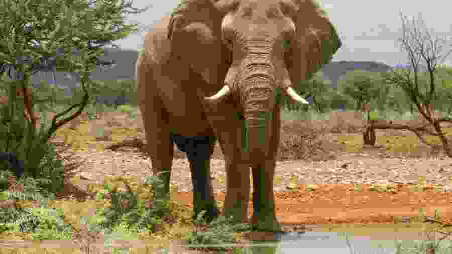 Elephant Bull