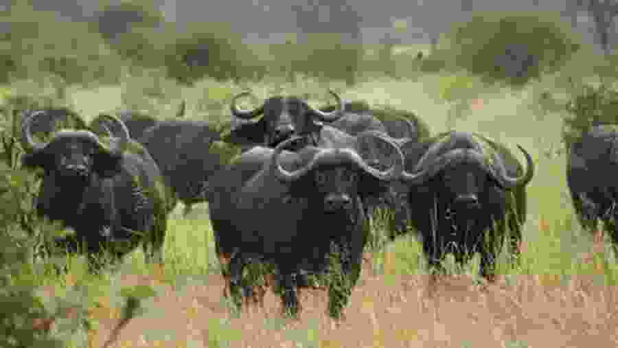 Spot the wild water buffalo