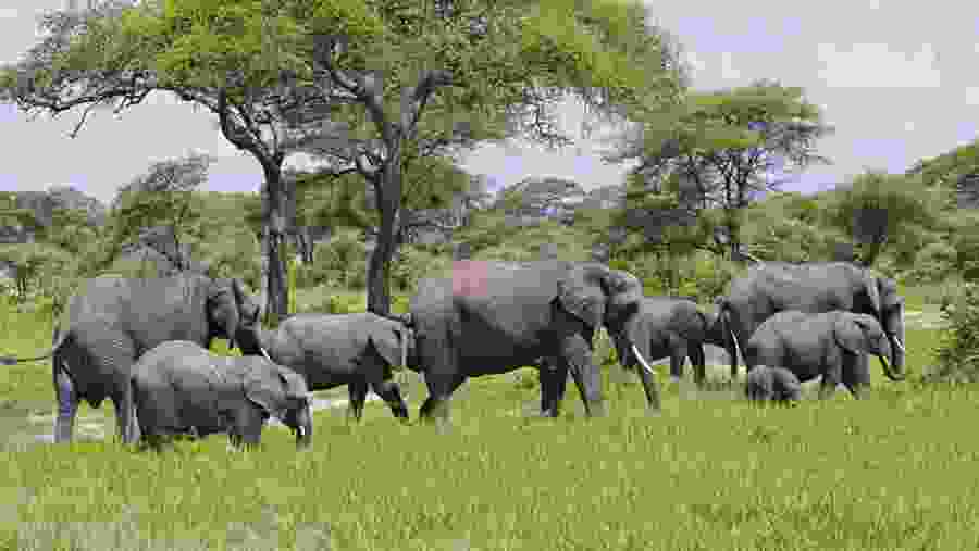 Spot the pride of Africa