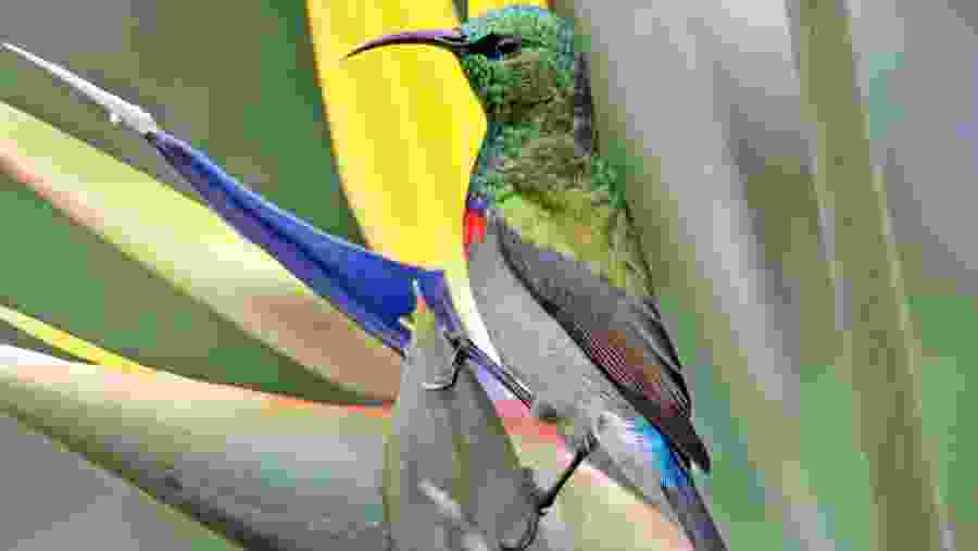 Southern Double Collared Sunbird on of the species seen regularly on the tour