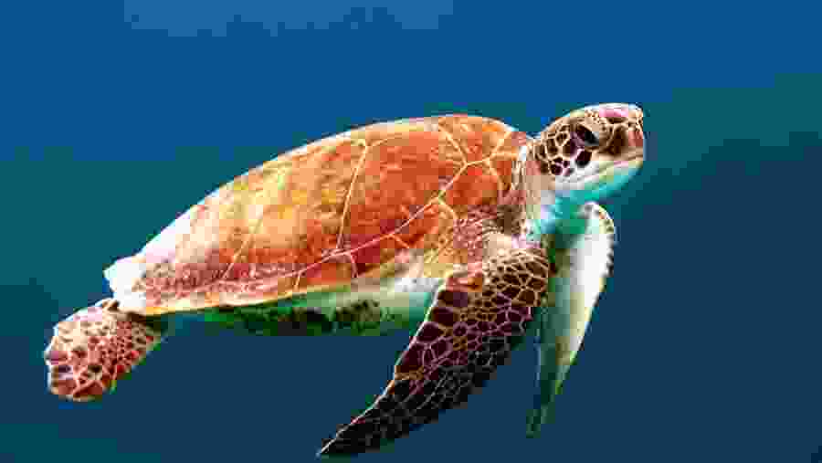 Sea Turtle 