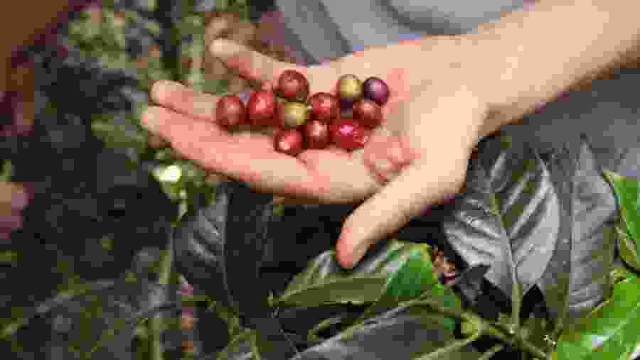 Coffee tour