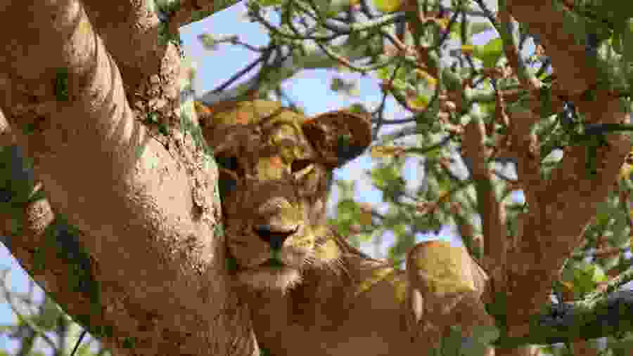 Spot the enchanting lion at Tarangire National Park