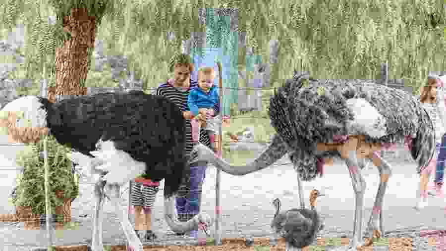 Ostrich farm in Oudtshoorn