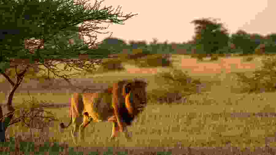 Lion on patrol