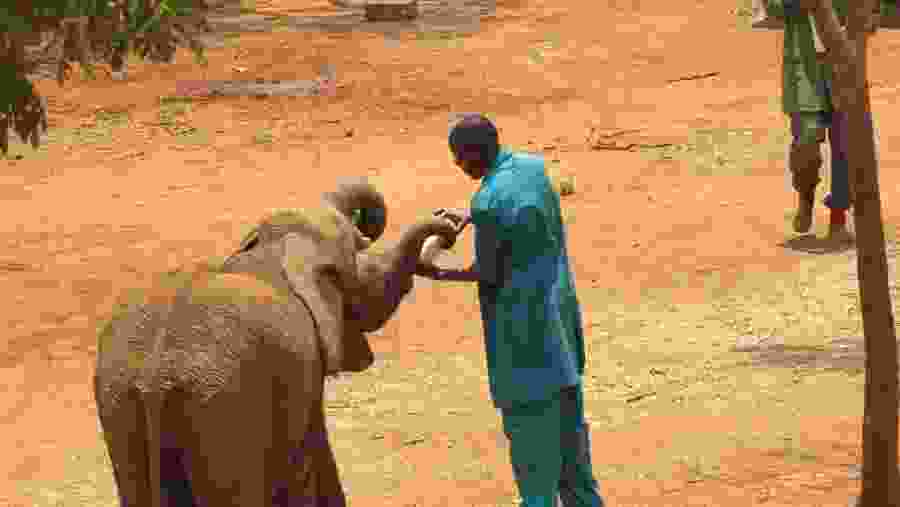 Feeding baby elephants in David Sheldrick Elephant Orphanage