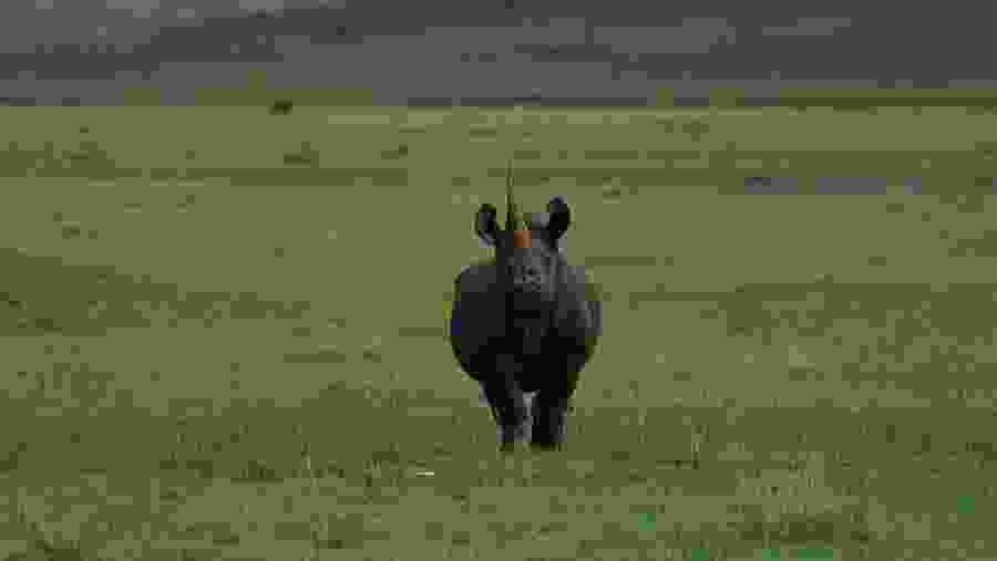 Spot the majestic Rhino