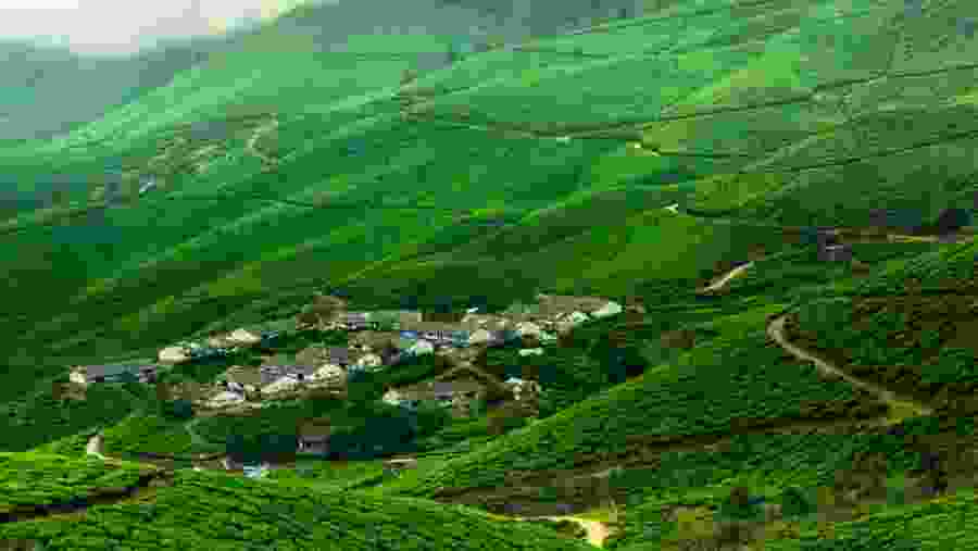 Trekking Path Munnar