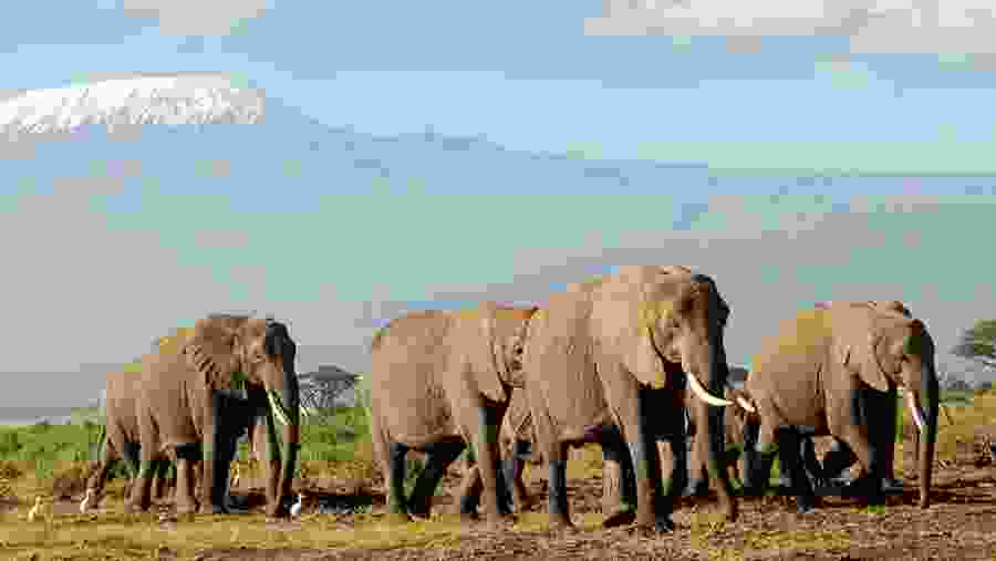 Elephants in Amboseli