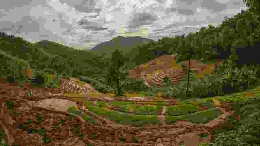 Scenic Tea Plantation 