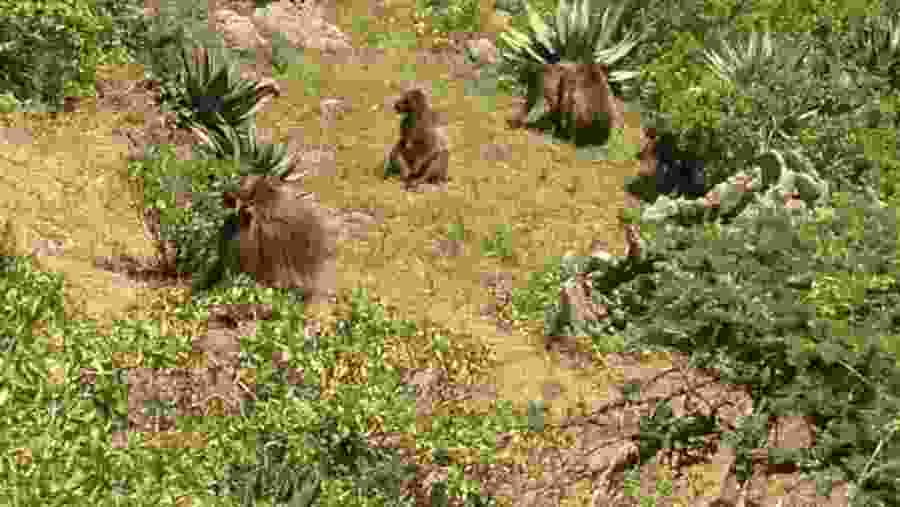 Gelada Baboons at the Portuguese Bridge