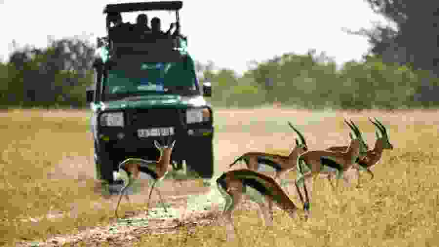 Game drive