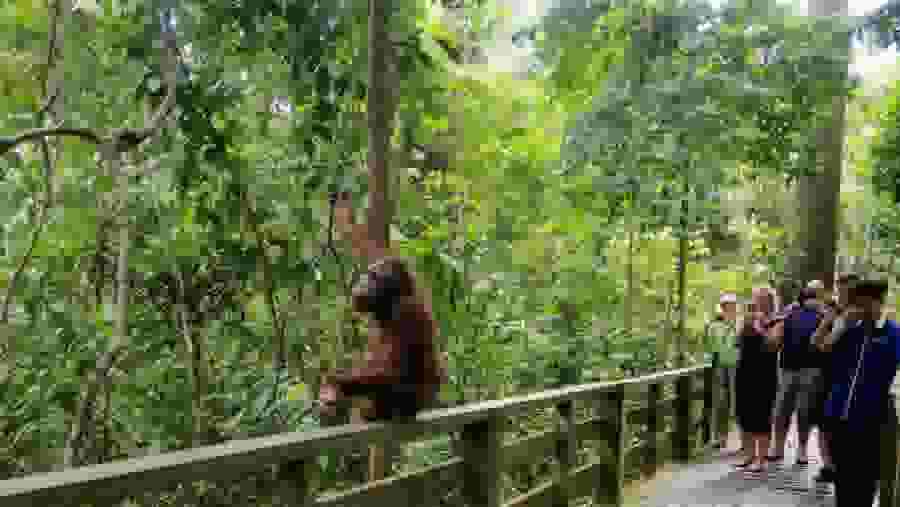 Sepilok Orangutan Rehabilitation Centre