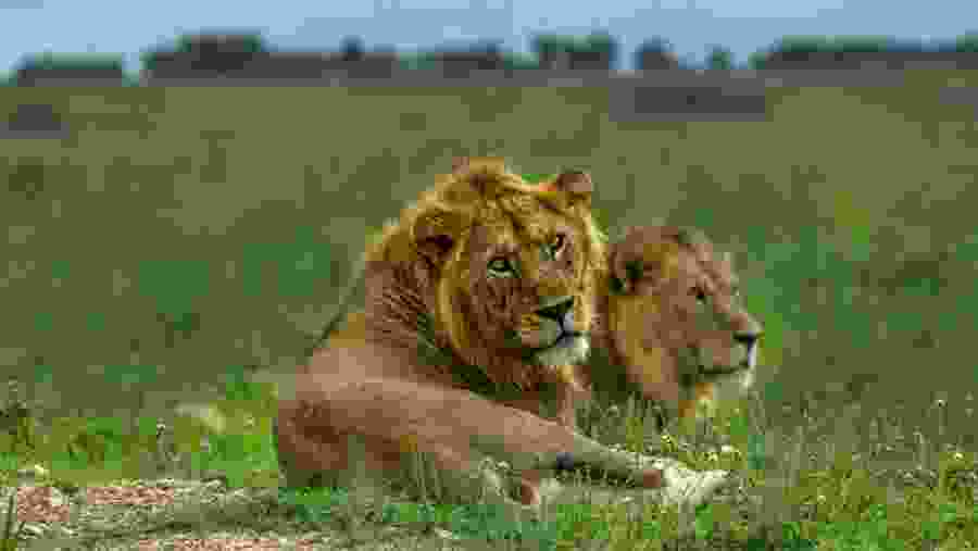 Lions spotted in Murchisan
