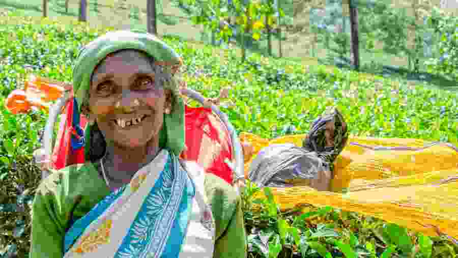 Tea picking lady in the Tea Plantations