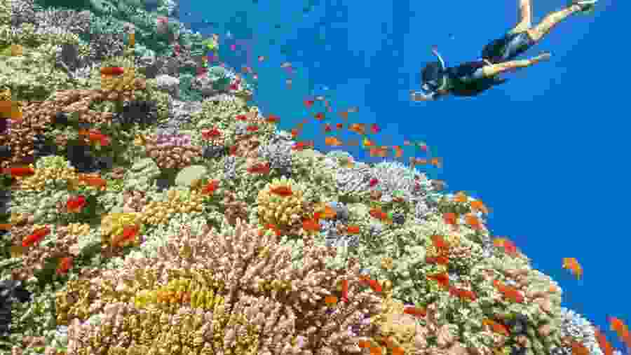 Travelers snorkeling in the Red Sea