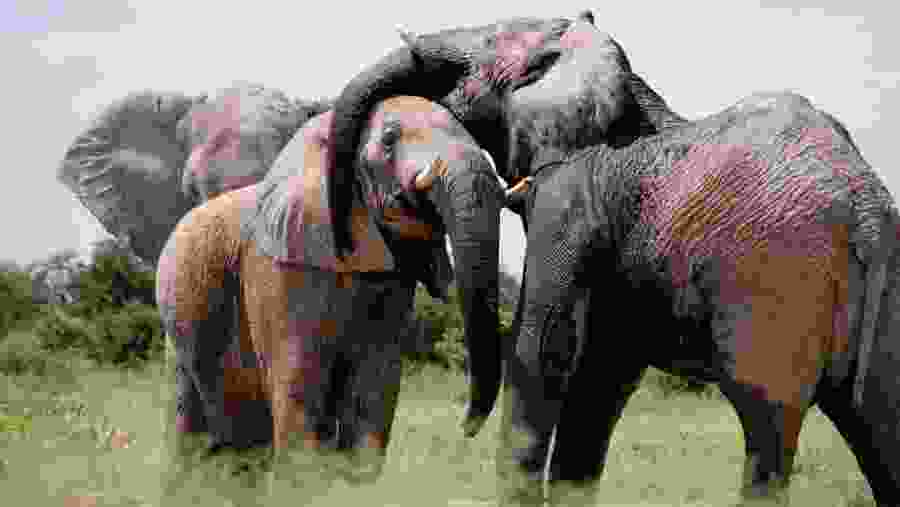 African Elephants