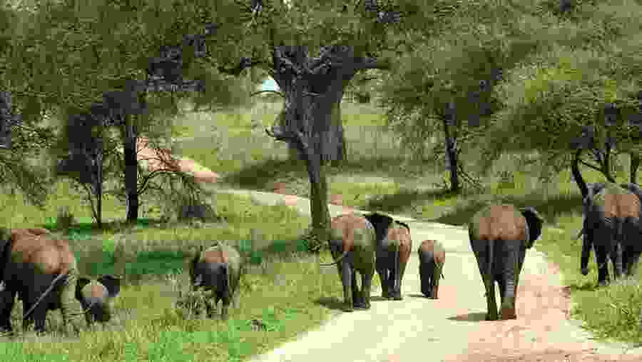 African Elephants