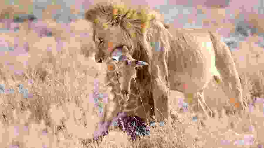 Witness the African wildlife