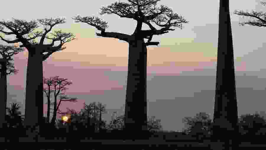 Andasibe, Ranomafana, Isalo