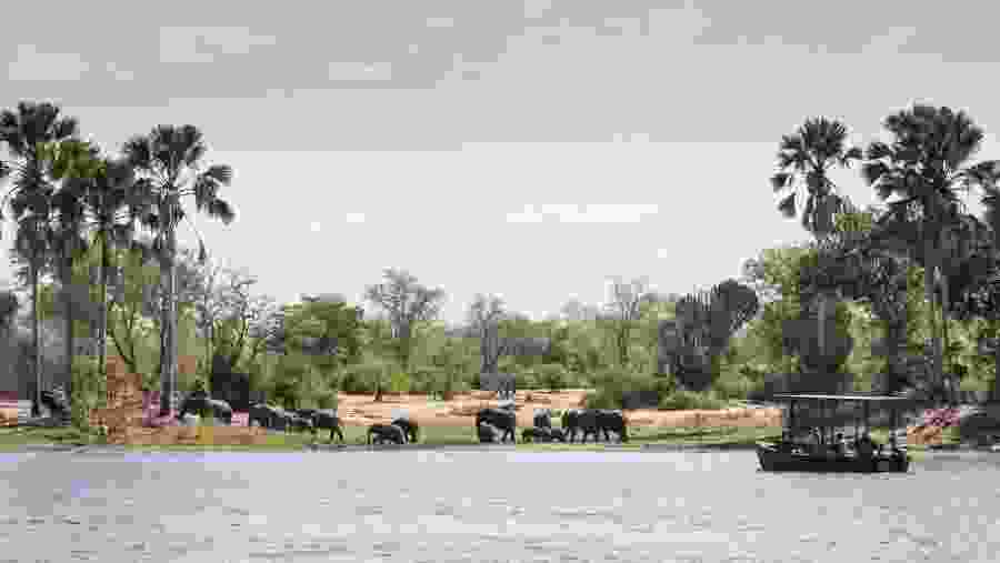 Witness the wildlife