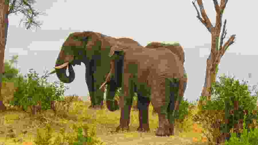 Herd of Elephants in Ngorongoro