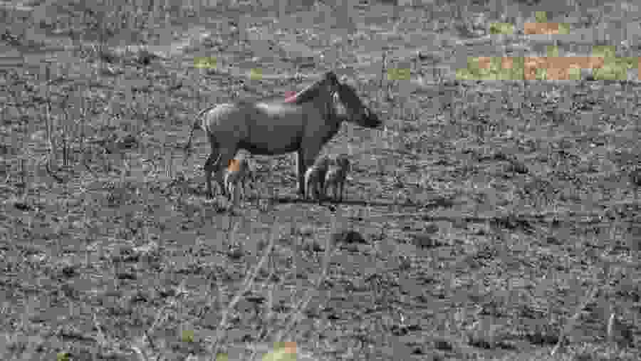 Wild Boars In Tarangire National Park, Tanzania