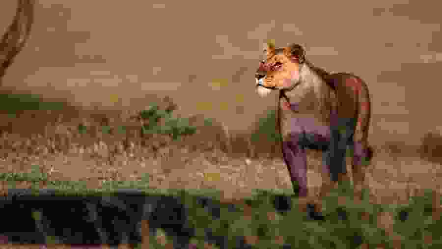 Lioness in Ngorongoro Crater, Tanzania