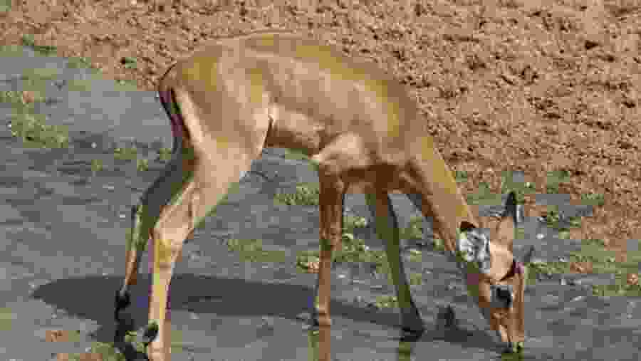 Deer spotted in Ruaha National Park