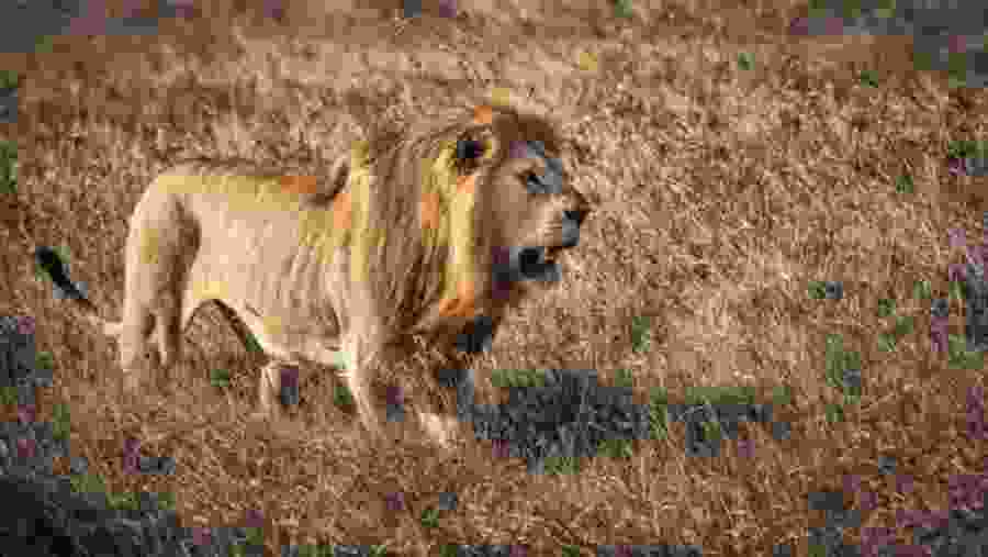 Lion