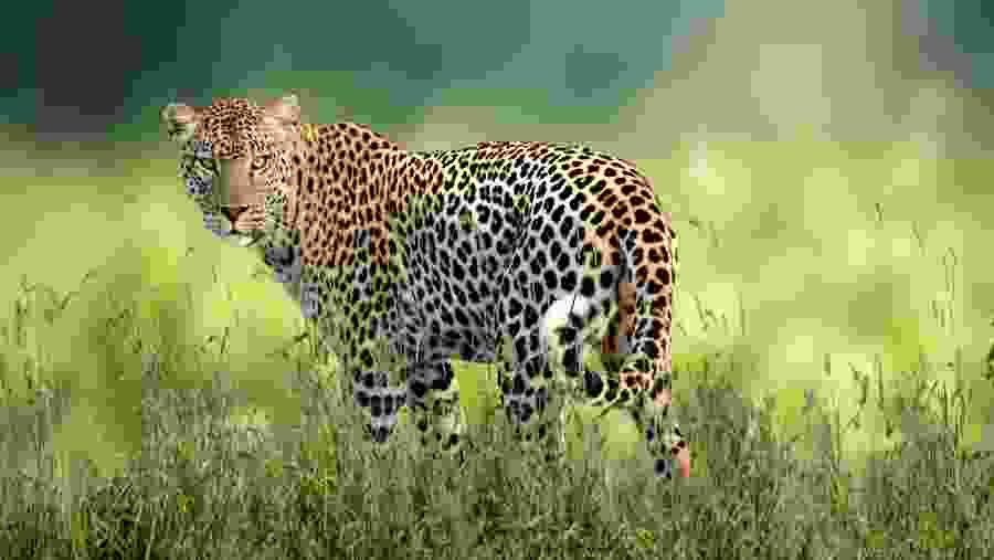 Spot the deadly African leopard