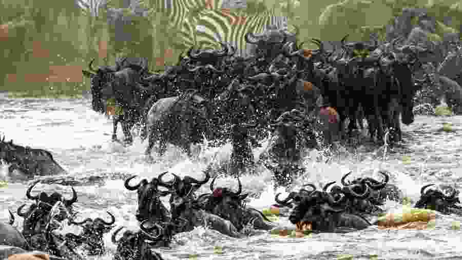 Fly-In Great Migration Experience