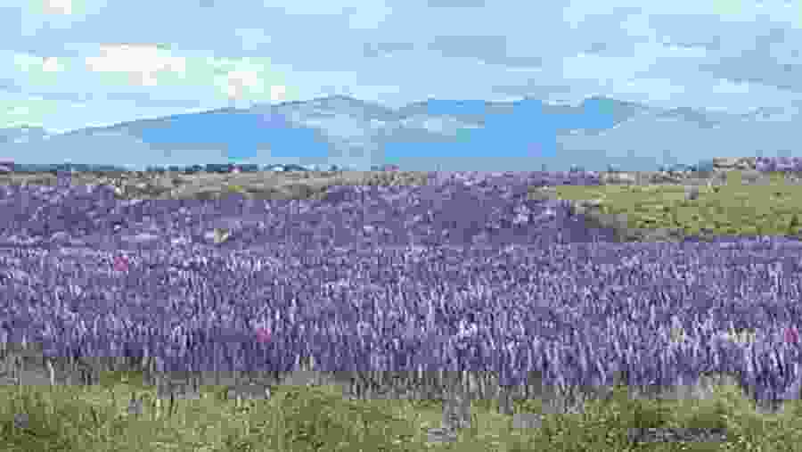 Lupine