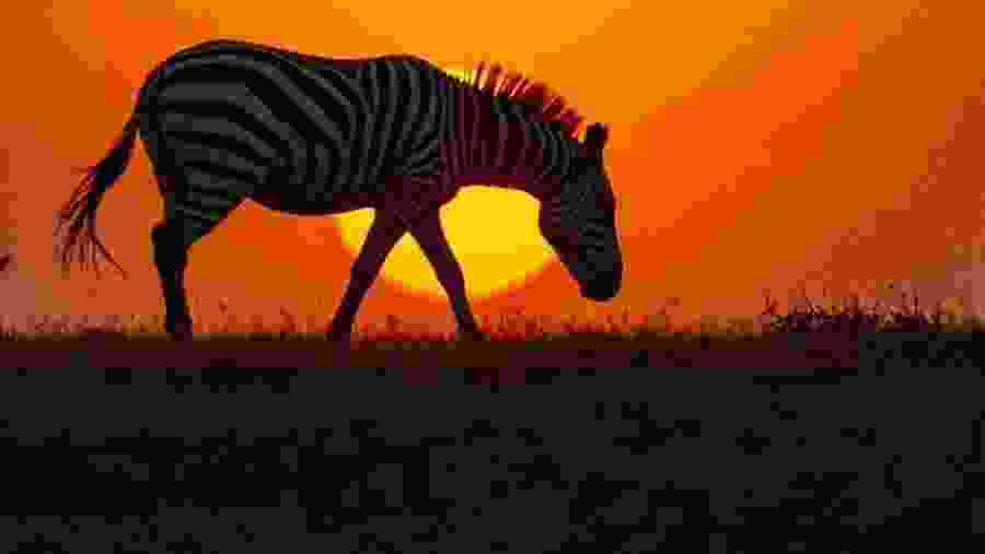 Zebra