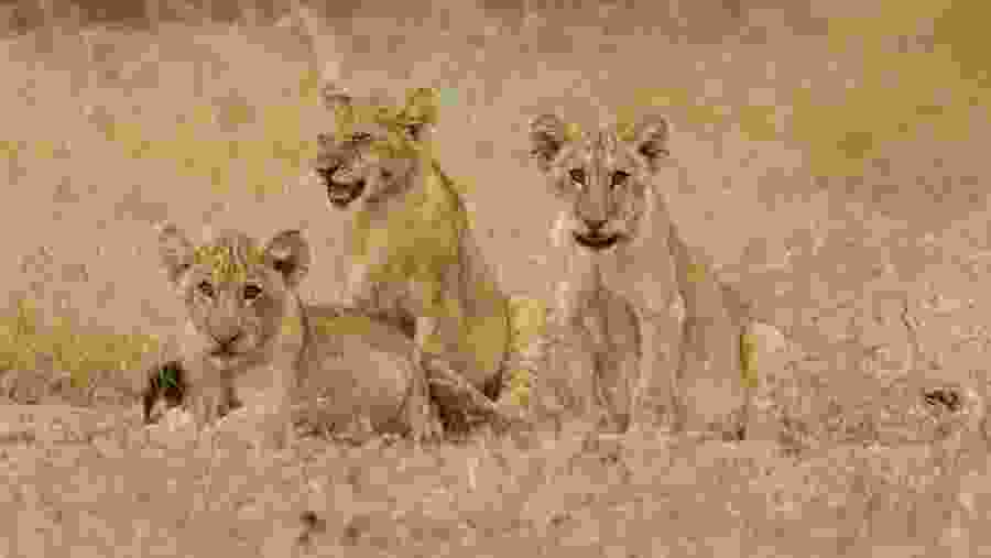 Nyerere National Park