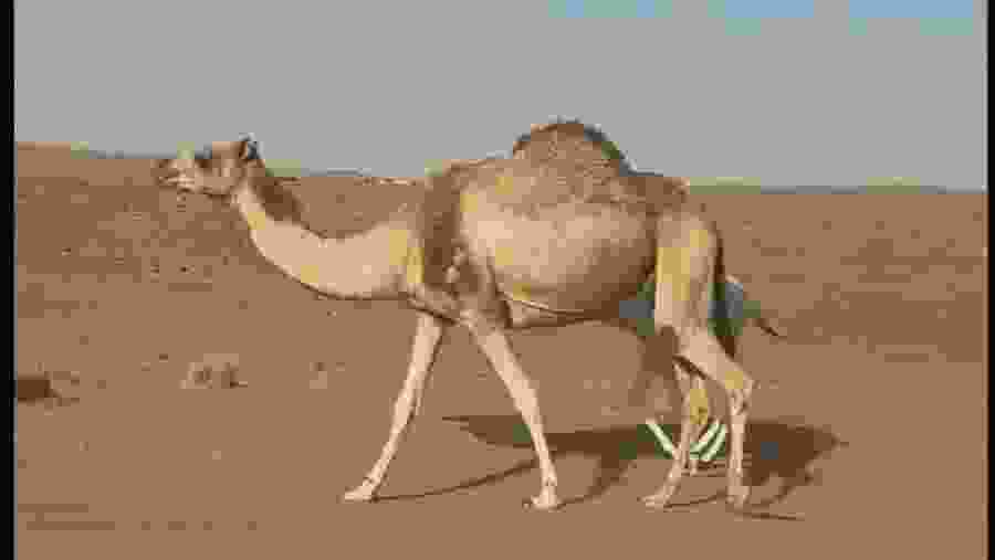 Nizwa, Désert Wahiba & Wadi Shab