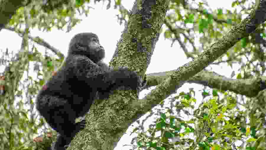 babychimp