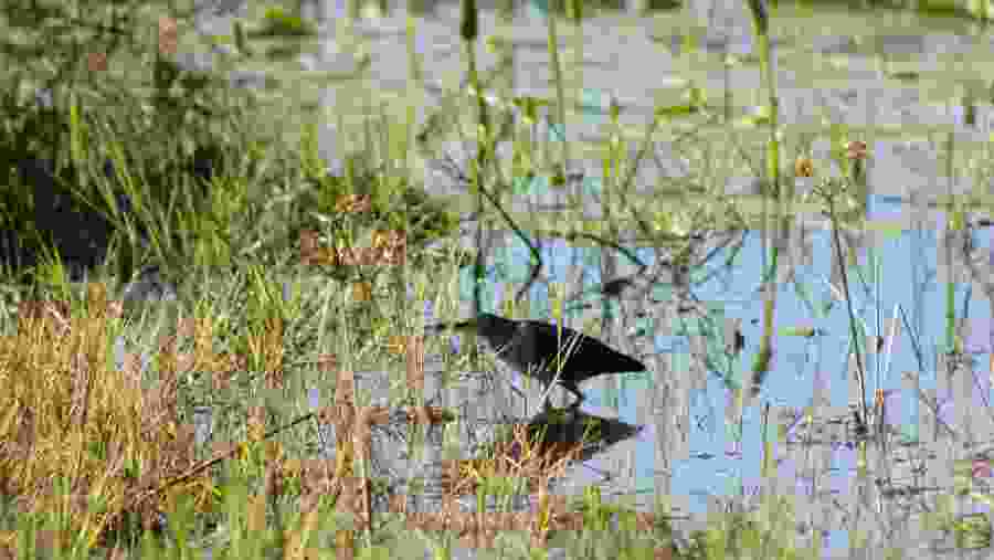 Moremi Game Reserve