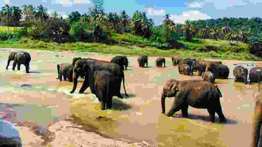 Pinnawala Elephant Orphanage