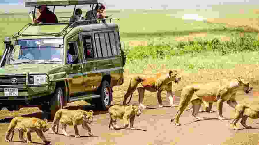 Safari Experience