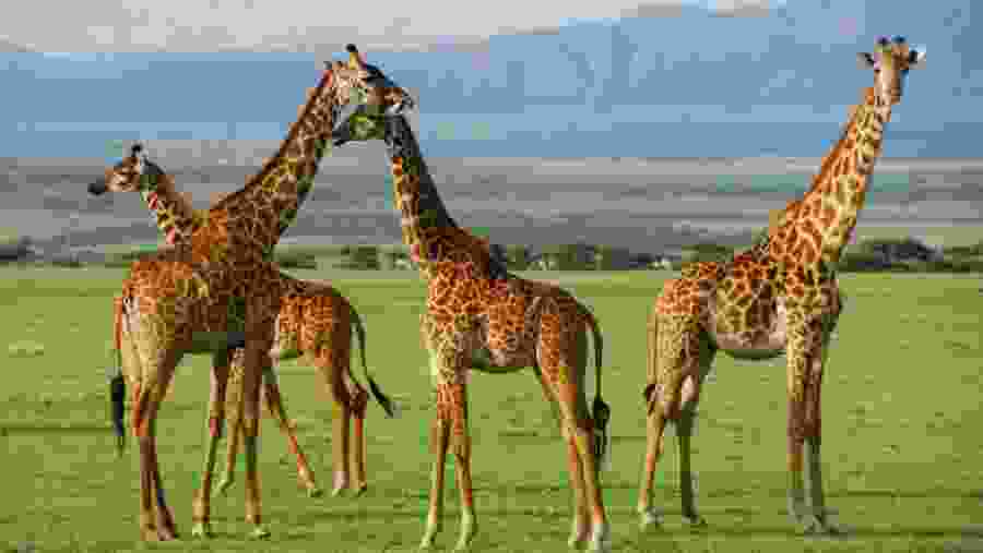 Witness the towering giraffes