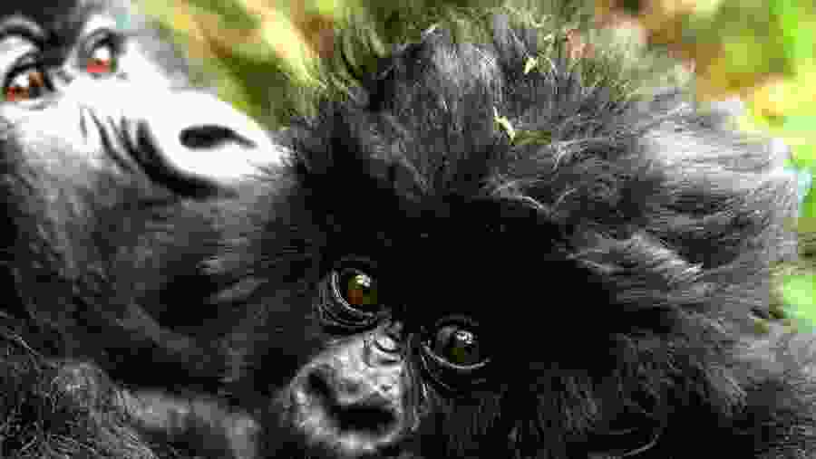 Uganda Gorilla & Wildlife Adventure Safari