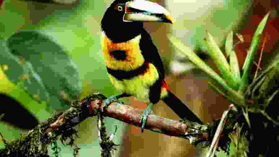 Birdwatching in Ecuador